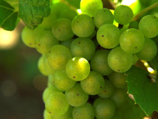 La route des vins proche Angers - Le Grand Hôtel de la Gare 3 étoiles