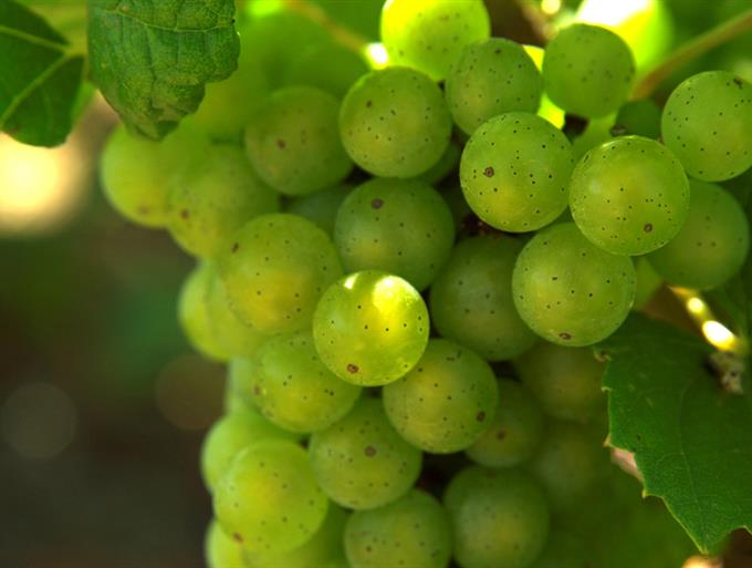La route des vins proche Angers - Le Grand Hôtel de la Gare 3 étoiles